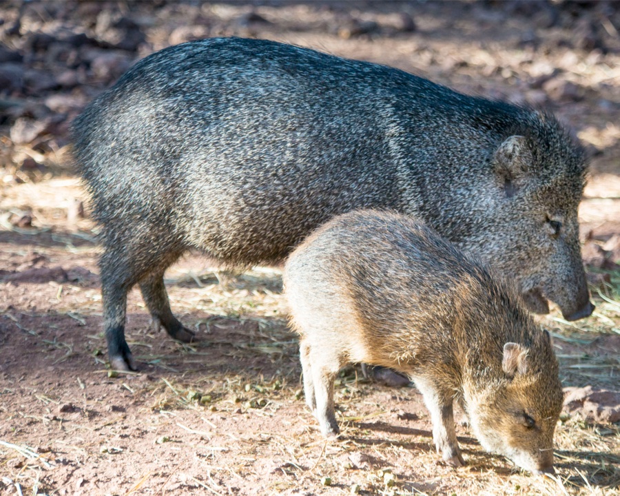 Mammals VisitBigBend Guides for the Big Bend Region of Texas