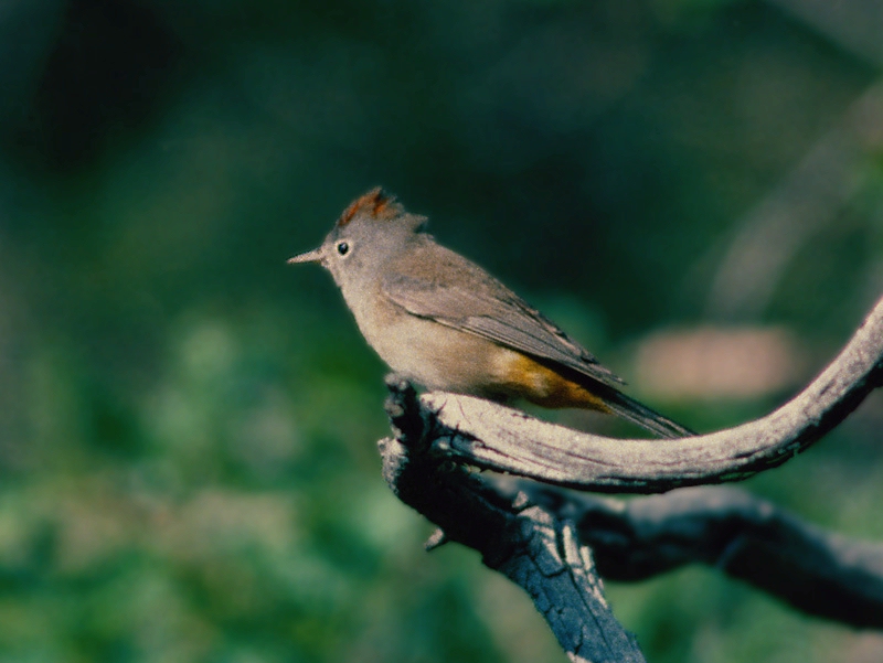 Birding - Visit Big Bend - Guides for the Big Bend Region of Texas