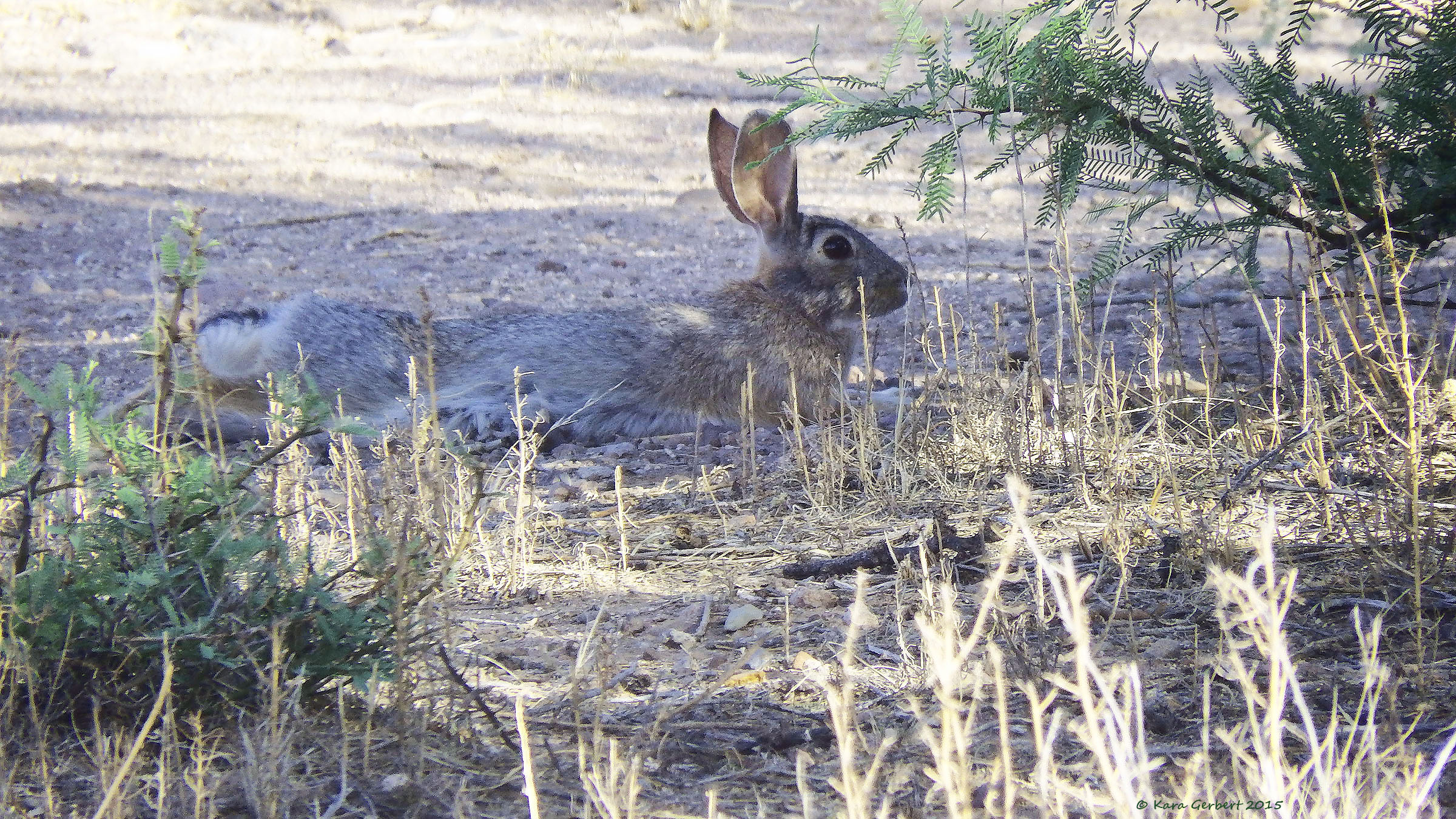 Mammals Visit Big Bend Guides For The Big Bend Region Of Texas